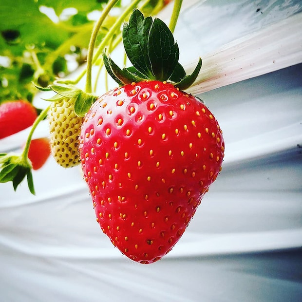 【いちご園みどり いちご狩り 愛媛/伊予市】 希少な品種にも出合える歴史あるいちご園