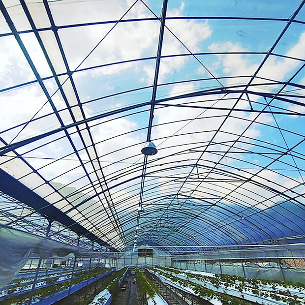 【いちご園みどり いちご狩り 愛媛/伊予市】 希少な品種にも出合える歴史あるいちご園