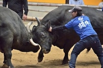 【定期闘牛大会正月場所】 宇和島市営闘牛場で新春寿ぐ猛牛の応酬（愛媛/宇和島市）