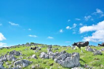 四国カルストでデジタルスタンプラリー開催！「巡ってもらえるデジタルスタンプ 四国カルストーリー♪」