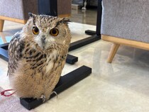 フクロウカフェ「ペコの杜」松山店を徹底解説！料金や楽しみ方は？