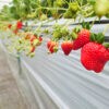 【徳田いちご園 いちご狩り2026 愛媛/大洲市】 紅ほっぺ・淡雪・真紅の美鈴も！徳田いちご園2026開園
