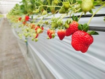 【徳田いちご園 いちご狩り2026 愛媛/大洲市】 紅ほっぺ・淡雪・真紅の美鈴も！徳田いちご園2026開園