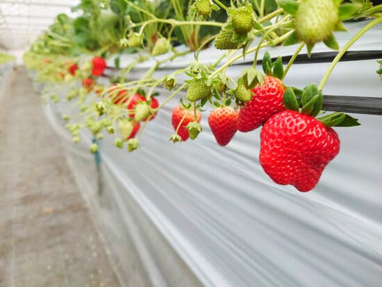 【徳田いちご園 いちご狩り2026 愛媛/大洲市】 紅ほっぺ・淡雪・真紅の美鈴も！徳田いちご園2026開園