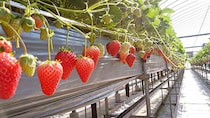【はしもと農園 いちご狩り2026 愛媛/松前町】7種のいちご食べ放題！エミフルMASAKIの傍で味わう贅沢スイーツ体験