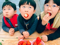 【にっこりいちご園 いちご狩り 愛媛/伊予市】 7品種のいちごを食べ比べ！バリアフリー完備の「にっこりいちご園」で旬の味覚を満喫