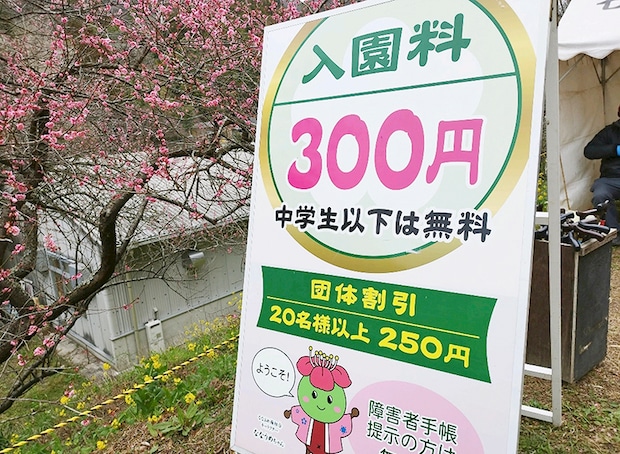 【第35回 七折梅まつり 愛媛/砥部町】 今年も七折梅まつりの季節が到来