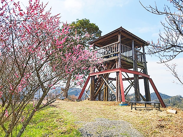 【第35回 七折梅まつり 愛媛/砥部町】 今年も七折梅まつりの季節が到来
