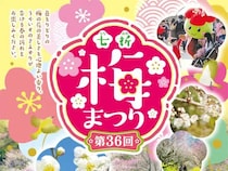【第36回 七折梅まつり2026 愛媛/砥部町】 梅の花と香りに包まれる癒しの時間