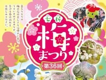 【第36回 七折梅まつり2026 愛媛/砥部町】 梅の花と香りに包まれる癒しの時間