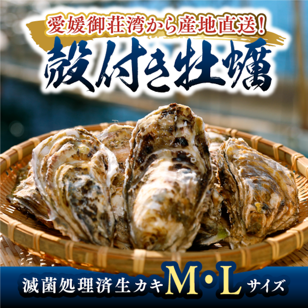 【2026年最新】活かき通販ならこれ!愛媛・愛南町「上甲商会」の牡蠣が選ばれる理由