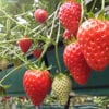 【エコファームうちこ いちご狩り2026 愛媛/内子町】 春限定・エコファームうちこで旬の味覚狩り