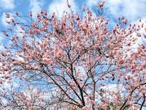 【今週末は3連休！】3/20～22に家族でカップルで楽しめる映画・体験・フリマなどおすすめイベント