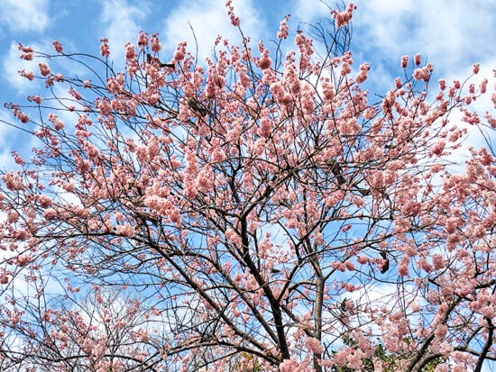 【今週末は3連休!】3/20~22に家族でカップルで楽しめる映画・体験・フリマなどおすすめイベント