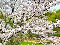 【玉川湖畔の里さくらまつり｜愛媛のお花見2026｜愛媛/今治市】 アウトドアやおでかけと一緒にお花見を満喫！ #2