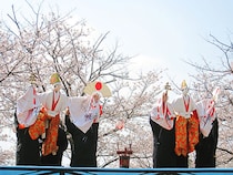 【第38回 野福峠さくら祭り｜愛媛のお花見2026｜愛媛/西予市】 宇和海の青と桜のピンクのコントラストが楽しめるお花見イベント