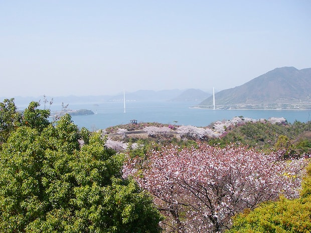 【開山公園 お花見2026 愛媛】 瀬戸内海の多島美を彩る約1000本のソメイヨシノ