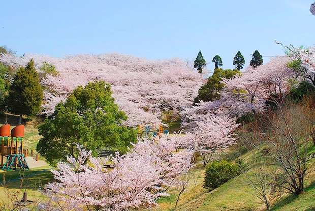 【開山公園 お花見2026 愛媛】 瀬戸内海の多島美を彩る約1000本のソメイヨシノ