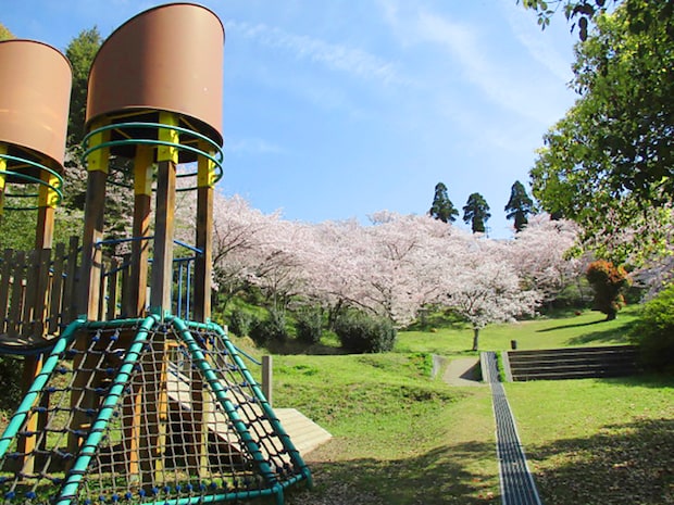 【開山公園 お花見2026 愛媛】 瀬戸内海の多島美を彩る約1000本のソメイヨシノ