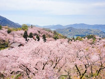 【開山公園｜愛媛のお花見2026｜愛媛/今治市】 瀬戸内海の多島美を彩る約1000本のソメイヨシノ