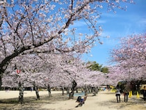 【道後公園｜愛媛のお花見2026｜愛媛/松山市】 約300本の桜が彩る散歩スポット