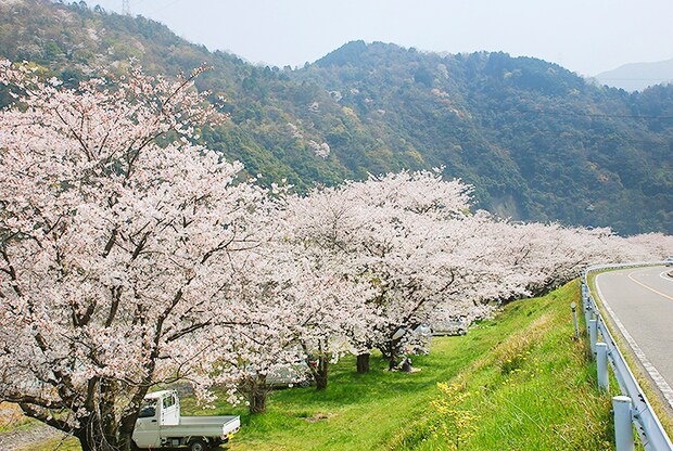 【武丈公園 お花見2026 愛媛/西条市】 加茂川沿いの桜並木で春を満喫