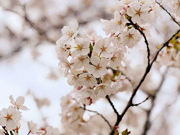 【武丈公園 お花見2026 愛媛/西条市】 加茂川沿いの桜並木で春を満喫