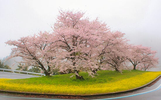 翠波高原お花見2025_1