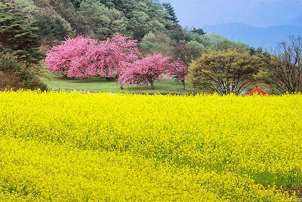 【翠波高原 お花見2026 愛媛/四国中央市】 花の名所で春のお花見をしよう