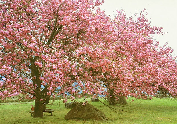 【翠波高原 お花見2026 愛媛/四国中央市】 花の名所で春のお花見をしよう