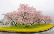 【翠波高原｜愛媛のお花見2026｜愛媛/四国中央市】 花の名所で春のお花見をしよう