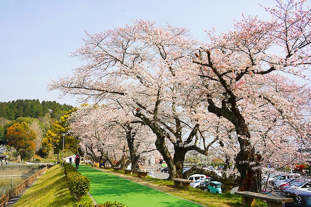 【滝の宮公園 お花見2026 愛媛/新居浜市】 ソメイヨシノ・陽光・山桜が咲き誇る桜の名所