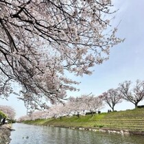 【2026年版】愛媛のお花見2026まとめ！桜の名所＆春祭りを一挙紹介