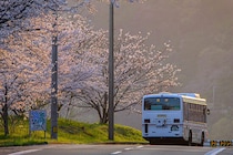 【週末イベントまとめ：3/27（金）～3/29（日）】愛媛で遊ぶ週末プラン：伊予のバスケ応援から野福峠の桜まで一気にチェック！