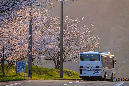 【週末イベントまとめ:3/27(金)~3/29(日)】愛媛で遊ぶ週末プラン:伊予のバスケ応援から野福峠の桜まで一気にチェック!