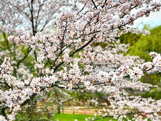 【玉川湖畔の里さくらまつり｜愛媛のお花見2026｜愛媛/今治市】 アウトドアやおでかけと一緒にお花見を満喫！
