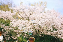 【週末イベントまとめ：4/10（金）～4/12（日）】グルメ・体験・音楽まで！今週末おすすめイベント完全ガイド