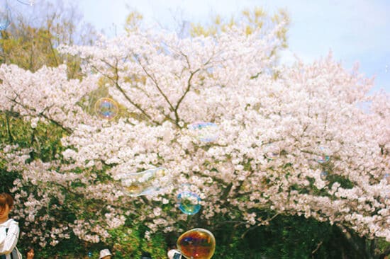 【週末イベントまとめ:4/10(金)~4/12(日)】グルメ・体験・音楽まで!今週末おすすめイベント完全ガイド