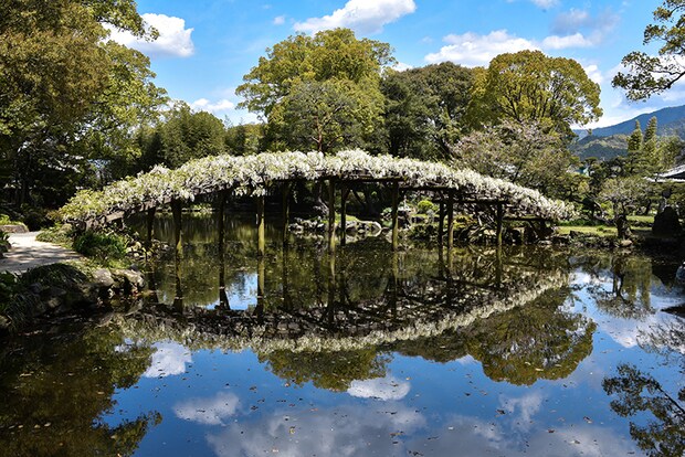 名勝 天赦園 藤の花 春の呈茶会