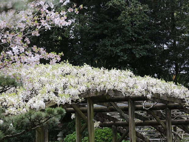 名勝 天赦園 藤の花 春の呈茶会