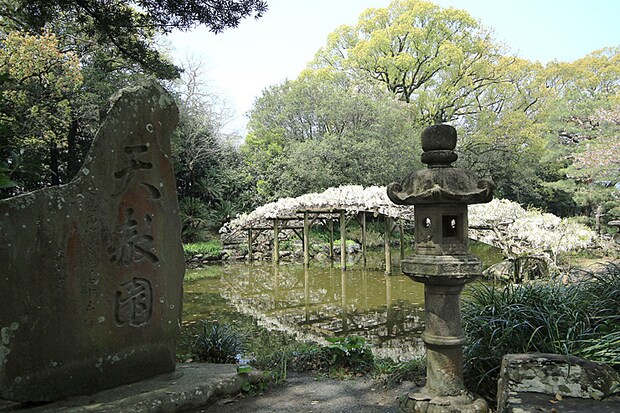 名勝 天赦園 藤の花 春の呈茶会