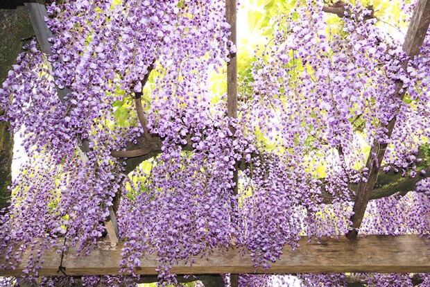 名勝 天赦園 藤の花 春の呈茶会