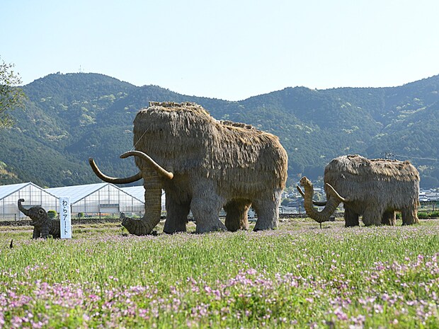 第50回宇和れんげまつり