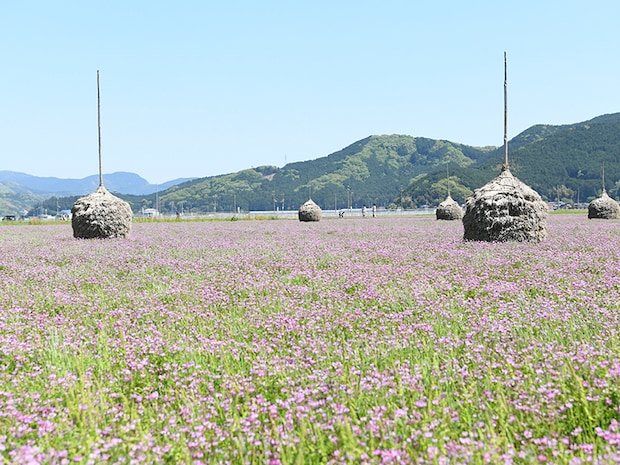 第50回宇和れんげまつり