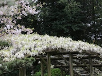 【名勝 天赦園 藤の花 春の呈茶会】 春の絶景と和文化が彩る贅沢なひととき 幻想的な藤棚と特別なお茶席を体験【愛媛/宇和島市】