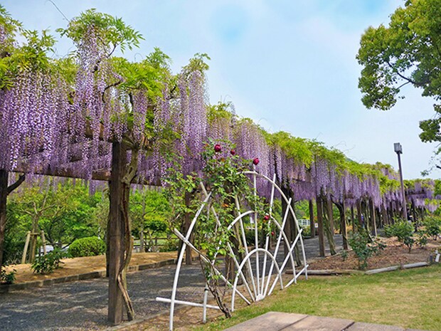 第27回藤まつり