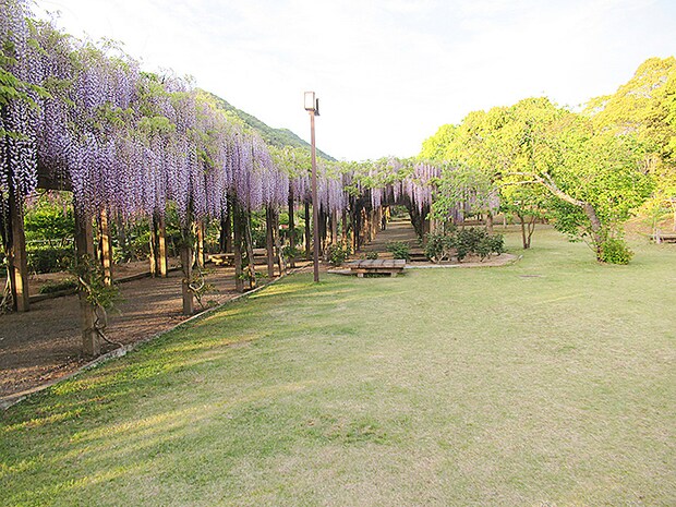 第27回藤まつり