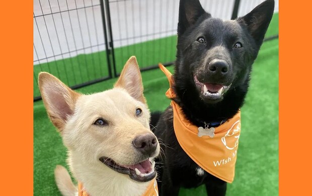 第4回 保護いぬ保護ねこ大譲渡会