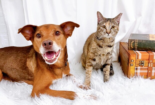 第4回 保護いぬ保護ねこ大譲渡会