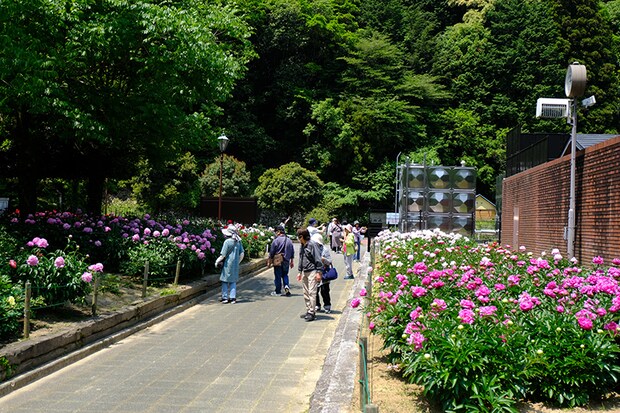 しゃく薬まつり